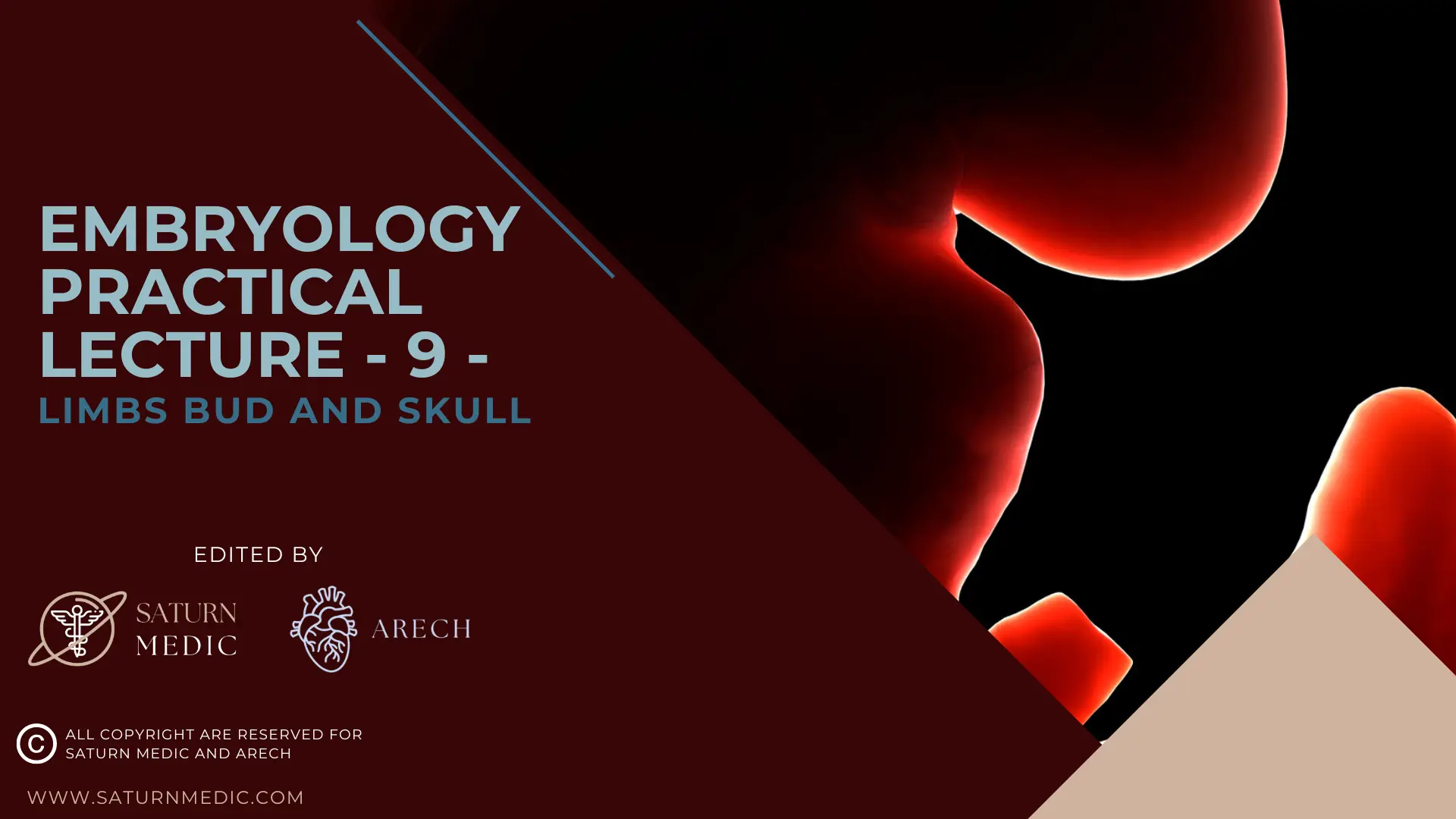 Limbs Bud And Skull | Embryology