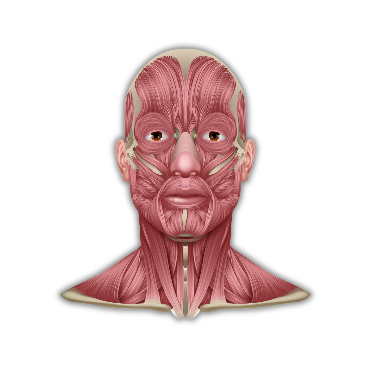 Anatomy Lab Saturn Medic